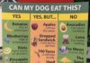 What Foods Can Dogs Absolutely Not Have? A Complete Guide to Keeping Your Furry Friend Safe Toxic and Dangerous Foods Your Dog Should Never Eat