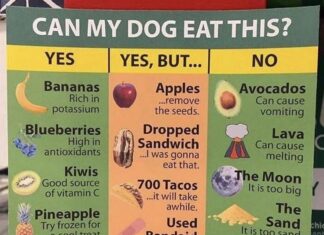 What Foods Can Dogs Absolutely Not Have? A Complete Guide to Keeping Your Furry Friend Safe Toxic and Dangerous Foods Your Dog Should Never Eat