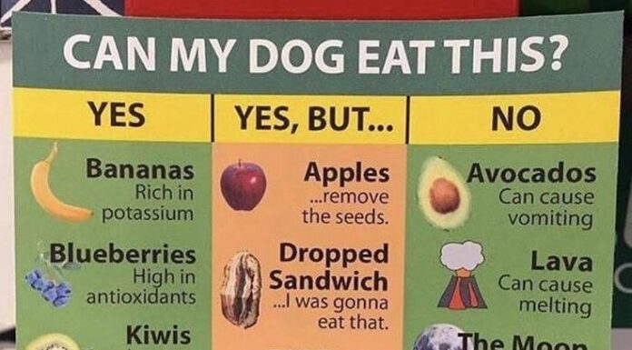 What Foods Can Dogs Absolutely Not Have? A Complete Guide to Keeping Your Furry Friend Safe Toxic and Dangerous Foods Your Dog Should Never Eat
