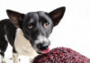 Can Dogs Eat Black Rice? A Complete Guide to This Superfood for Your Furry Friend Can Dogs Eat Black Rice? Know About What Kind Of Rice Good For Dogs