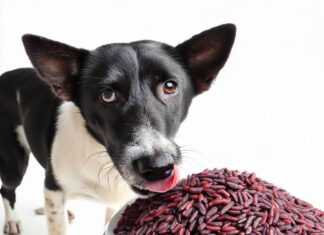 Can Dogs Eat Black Rice? A Complete Guide to This Superfood for Your Furry Friend Can Dogs Eat Black Rice? Know About What Kind Of Rice Good For Dogs