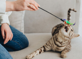 How Long Should a Cat Play Session Be? A Complete Guide to Feline Playtime How much do you think the average cat owner plays with their cat?