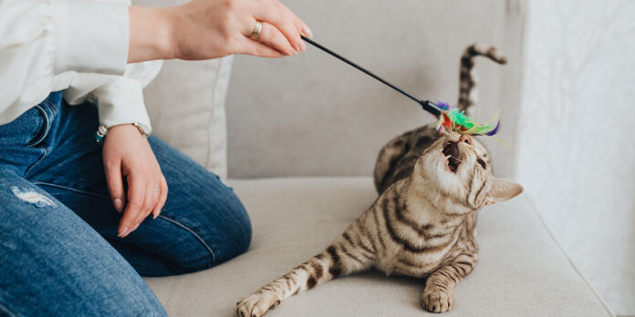 How much do you think the average cat owner plays with their cat?