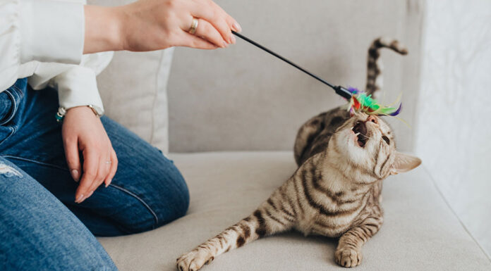 How Long Should a Cat Play Session Be? A Complete Guide to Feline Playtime How much do you think the average cat owner plays with their cat?