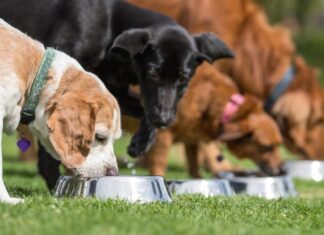 Can Dogs Have Cooked Pork Shoulder Bones? A Complete Safety Guide for Pet Parents Can Dogs Have Pork Shoulder Bones? Expert Answers & Advice