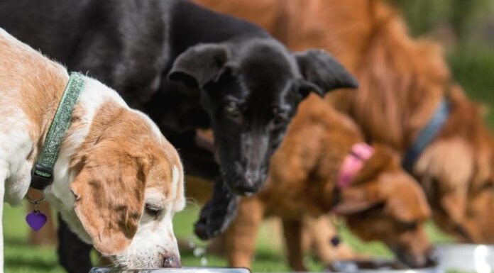 Can Dogs Have Cooked Pork Shoulder Bones? A Complete Safety Guide for Pet Parents Can Dogs Have Pork Shoulder Bones? Expert Answers & Advice