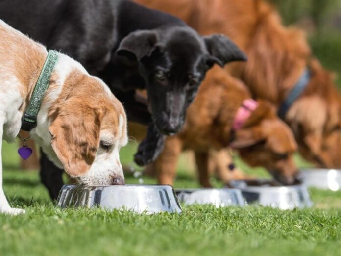 Can Dogs Have Pork Shoulder Bones? Expert Answers & Advice