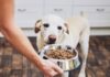 Are Beggin Strips Good for Dogs? The Truth About This Popular Treat what is a good alternative to Beggin Strips? : r/dogs