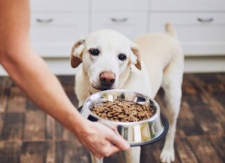 Are Beggin Strips Good for Dogs? The Truth About This Popular Treat what is a good alternative to Beggin Strips? : r/dogs