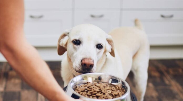 Are Beggin Strips Good for Dogs? The Truth About This Popular Treat what is a good alternative to Beggin Strips? : r/dogs