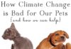 Our Pets Are Part of the Climate Problem: Understanding the Environmental Pawprint Our pets are part of the climate problem. These tips can help you minimize their carbon pawprints