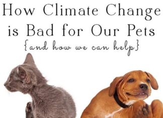 Our Pets Are Part of the Climate Problem: Understanding the Environmental Pawprint Our pets are part of the climate problem. These tips can help you minimize their carbon pawprints
