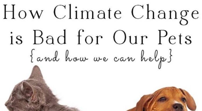 Our Pets Are Part of the Climate Problem: Understanding the Environmental Pawprint Our pets are part of the climate problem. These tips can help you minimize their carbon pawprints
