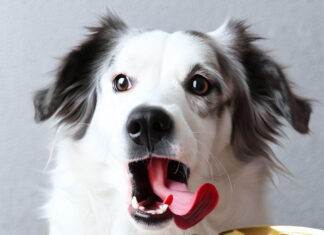 Help! My Dog Ate a Pepperoncini – What Should I Do Now? My dog just ate alittle piece and the stem of a peppercini out of a salad