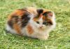 25 Adorable Calico Dog Names That Will Make Your Pup Stand Out Tricolor Dog Names