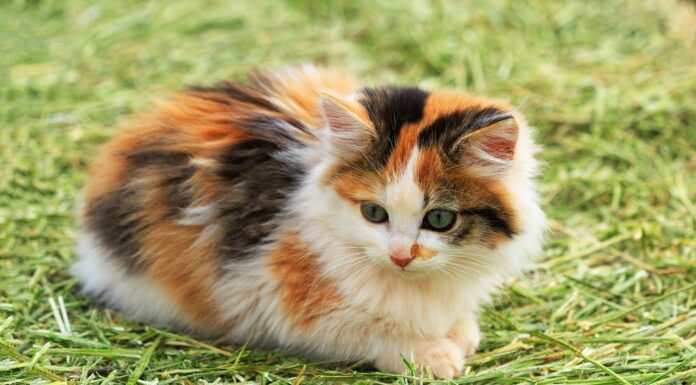 25 Adorable Calico Dog Names That Will Make Your Pup Stand Out Tricolor Dog Names