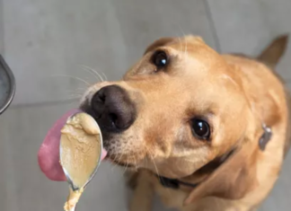 Can My Dog Eat Nutter Butter Cookies? A Complete Guide to This Sweet Temptation Can Dogs Eat Nutter Butters? Expert Answers & Advice