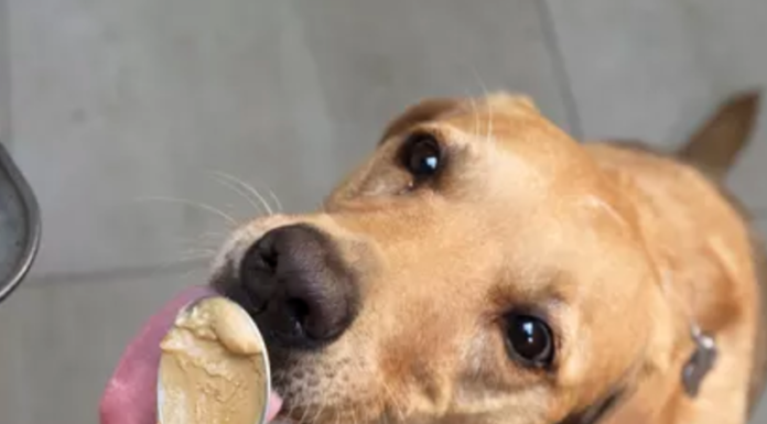Can My Dog Eat Nutter Butter Cookies? A Complete Guide to This Sweet Temptation Can Dogs Eat Nutter Butters? Expert Answers & Advice