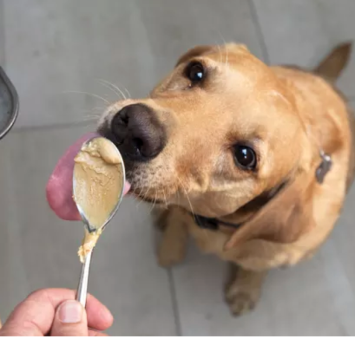 Can Dogs Eat Nutter Butters? Expert Answers & Advice