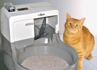 Why Is Your Cat Sitting in Litter Box After Surgery? Understanding Post-Op Behaviors Cat sleeping in litter box after surgery : r/Pets