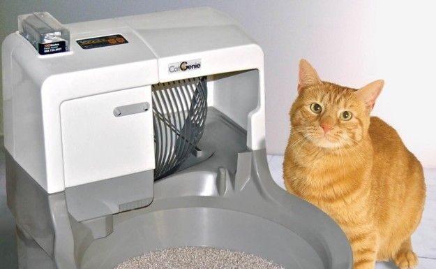 Why Is Your Cat Sitting in Litter Box After Surgery? Understanding Post-Op Behaviors Cat sleeping in litter box after surgery : r/Pets