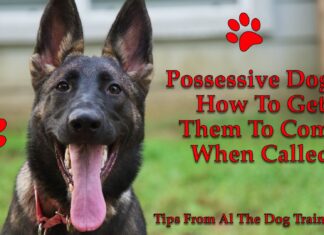 Top 10 Most Possessive Dog Breeds: Understanding Your Clingy Canine Companion Most Jealous Dog Breeds