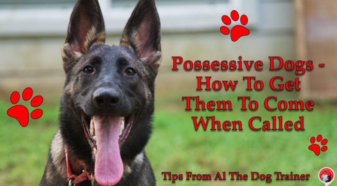 Top 10 Most Possessive Dog Breeds: Understanding Your Clingy Canine Companion Most Jealous Dog Breeds