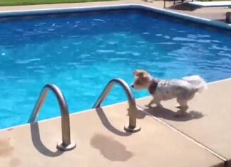 Why Your Dog Panics When Owner Jumps in Water: Understanding and Managing Your Pup’s Water Anxiety Dogs panic when owner swings out and falls into lake