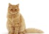The Ultimate Guide to Sitting Kitty: Understanding Your Cat’s Adorable Posture Sitting Kitty Cat Care – Special care for your feline family.sittingkittycatcare.com