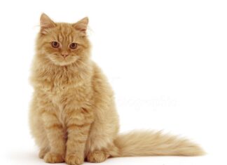 The Ultimate Guide to Sitting Kitty: Understanding Your Cat’s Adorable Posture Sitting Kitty Cat Care – Special care for your feline family.sittingkittycatcare.com