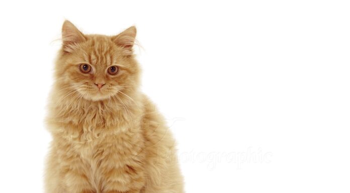 The Ultimate Guide to Sitting Kitty: Understanding Your Cat’s Adorable Posture Sitting Kitty Cat Care – Special care for your feline family.sittingkittycatcare.com