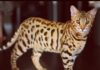 The Ultimate Guide to House Leopard Cat: Living with Your Mini Wild Cat 7 Exotic Cat Breeds Look Like Leopards