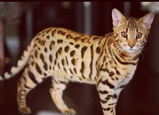 The Ultimate Guide to House Leopard Cat: Living with Your Mini Wild Cat 7 Exotic Cat Breeds Look Like Leopards
