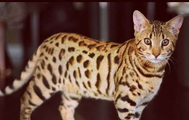 The Ultimate Guide to House Leopard Cat: Living with Your Mini Wild Cat 7 Exotic Cat Breeds Look Like Leopards