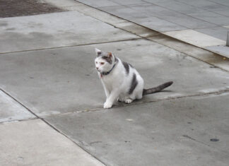 The Enchanting World of NewYorkKitty: A Feline Tale of Urban Elegance new york kitty