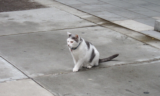 The Enchanting World of NewYorkKitty: A Feline Tale of Urban Elegance new york kitty