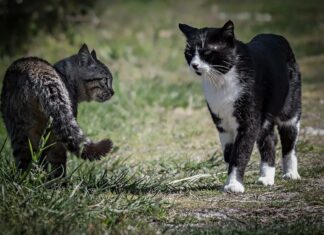 10 Critical Warning Signs When Introducing Cats: What You Need to Know When introducing cats