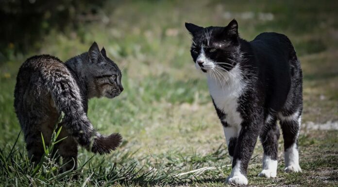 10 Critical Warning Signs When Introducing Cats: What You Need to Know When introducing cats