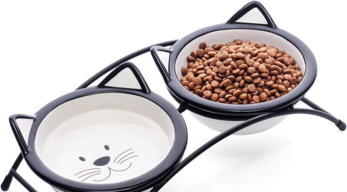 Is Ceramic or Stainless Steel Better for Cats? A Complete Guide to Choosing the Perfect Bowl Ceramic