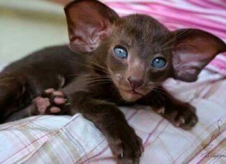 The Fascinating World of Oriental Shorthair Cats with Bat Ears: A Unique Feline Marvel An Oriental Shorthair.. because the hair length is definitely the most defining feature! : r