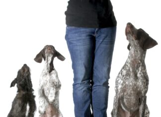 Transform Your Furry Friend with Pack of Paws Dog Training: A Complete Guide Pack of Paws Dog Trainingwww.packofpawsdogtraining.com