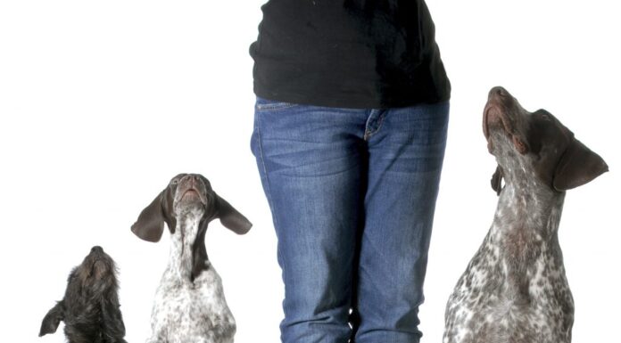 Transform Your Furry Friend with Pack of Paws Dog Training: A Complete Guide Pack of Paws Dog Trainingwww.packofpawsdogtraining.com