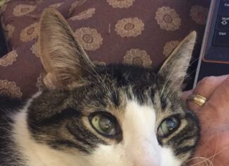 Cat Sitting by Susan Reviews: An Honest Look at Professional Feline Care Services CAT SITTING BY SUSAN