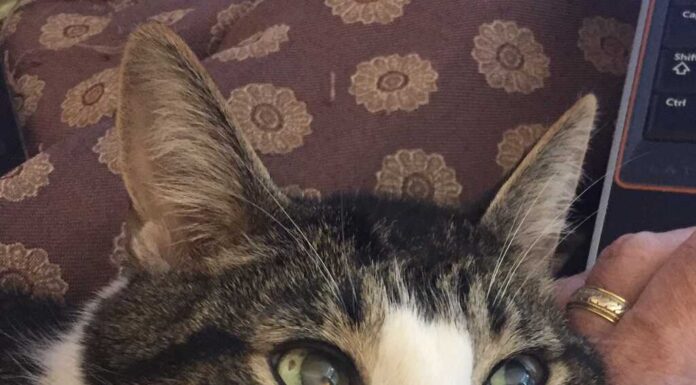 Cat Sitting by Susan Reviews: An Honest Look at Professional Feline Care Services CAT SITTING BY SUSAN