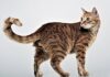The Ultimate Guide to Cat Full Body Sitting: Understanding Your Feline’s Posture Cat Sitting Pictures