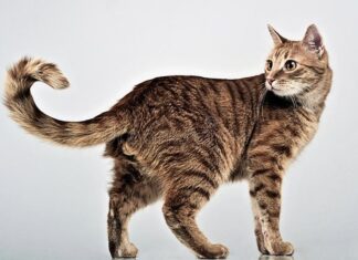 The Ultimate Guide to Cat Full Body Sitting: Understanding Your Feline’s Posture Cat Sitting Pictures