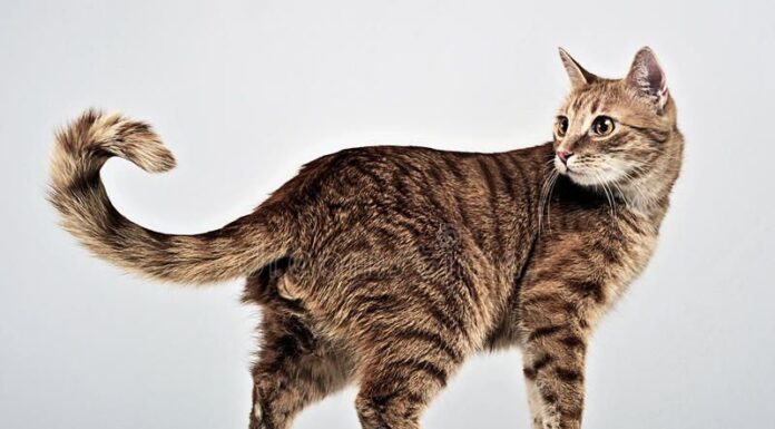 The Ultimate Guide to Cat Full Body Sitting: Understanding Your Feline’s Posture Cat Sitting Pictures