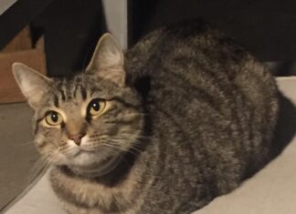 The Ultimate Guide to Tabi Cats: Everything You Need to Know About These Fascinating Felines Tabby cat