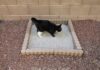 Why Is My Cat Using Bathroom Outside Litter Box? 7 Solutions That Actually Work! What to Do When Your Cat is Pooping or Peeing Outside the Litter Boxwww.embracepetinsurance.com › article
