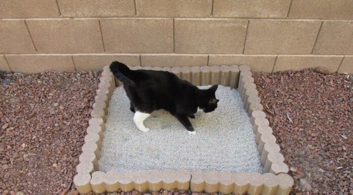 Why Is My Cat Using Bathroom Outside Litter Box? 7 Solutions That Actually Work! What to Do When Your Cat is Pooping or Peeing Outside the Litter Boxwww.embracepetinsurance.com › article